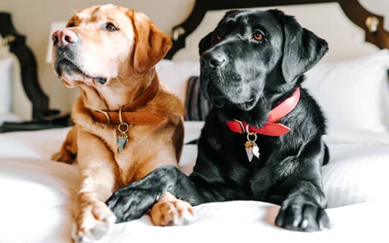 12 luxury pet-friendly hotels around the world - Fairmont Hotel Vancouver, Canada