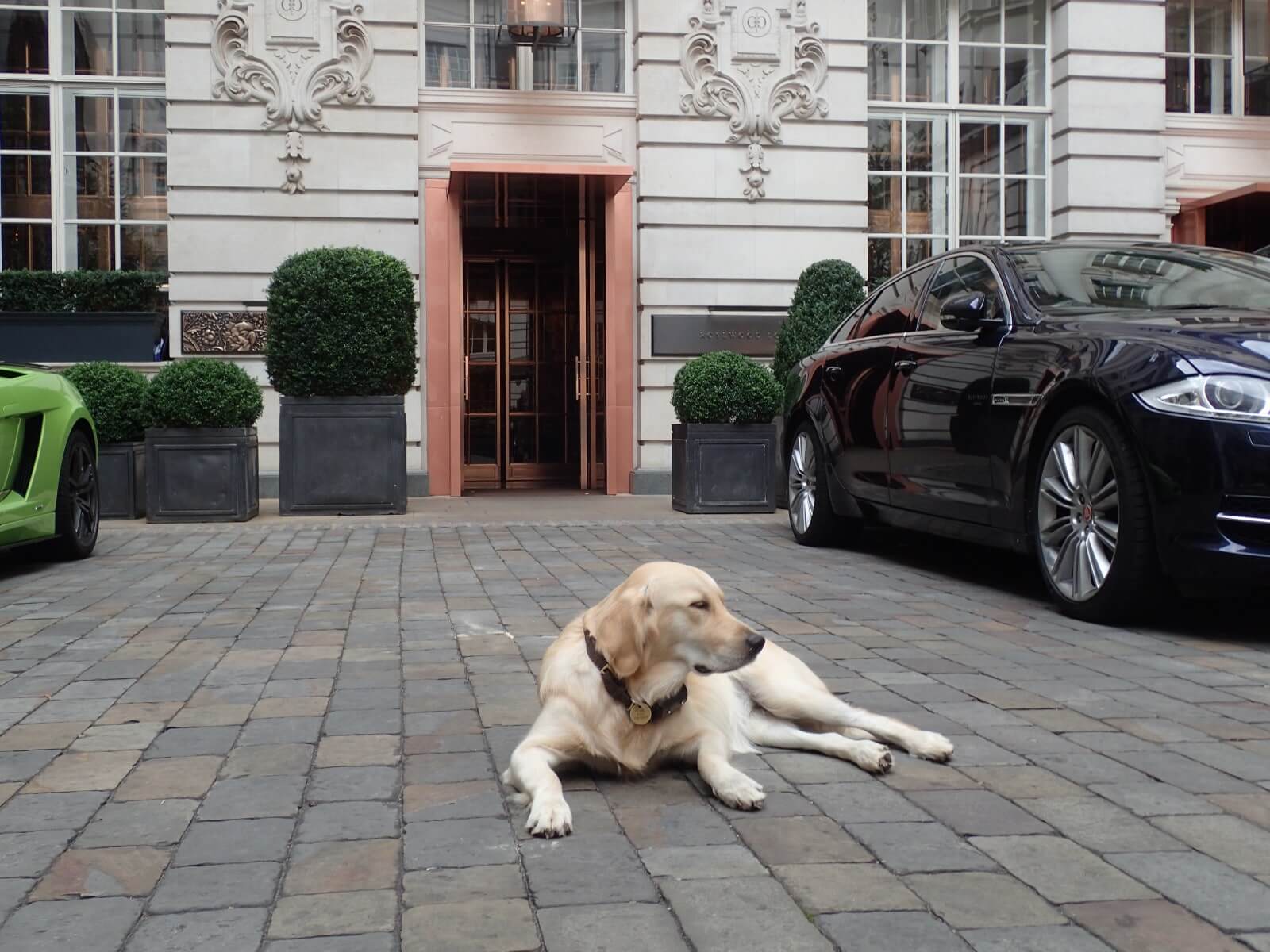 13 luxury pet-friendly hotels around the world - Rosewood London, England
