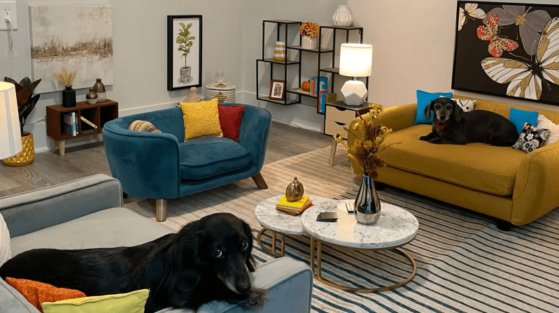 Mini Pet Room: Discover this Unbelievable Interior Design Movement